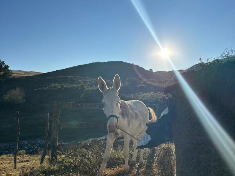 Cabalgatas cortas (1)