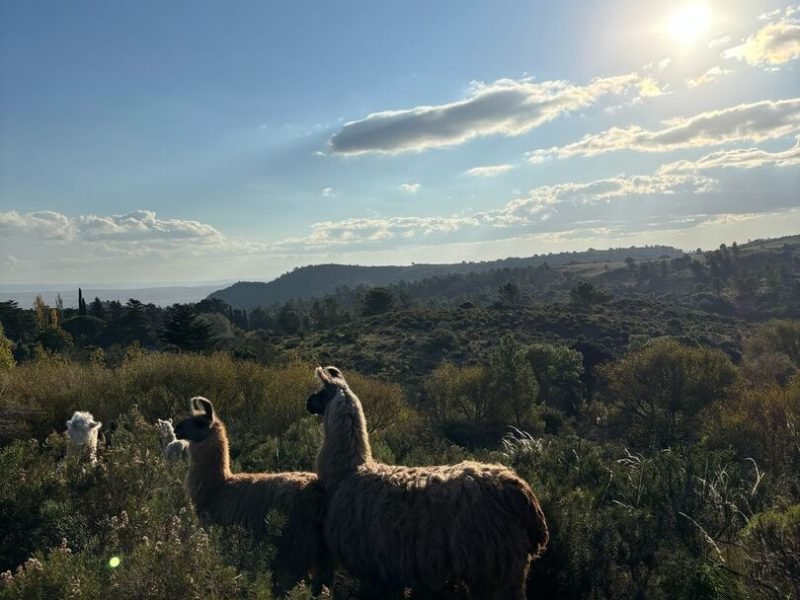 Cabalgatas cortas (16)