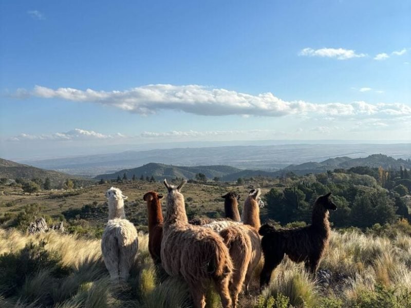 Cabalgatas cortas (17)