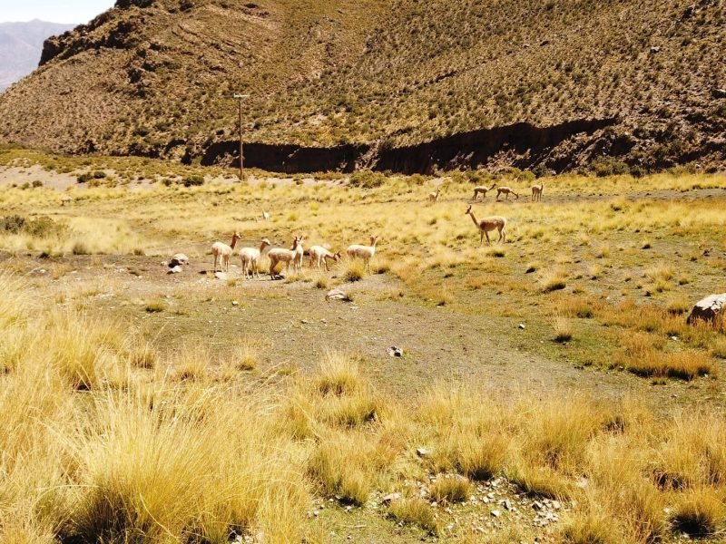 Jujuy (14)